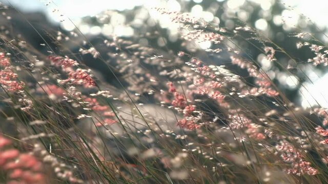 Beautiful flowers field meadow in sunset lights. Slow motion. 