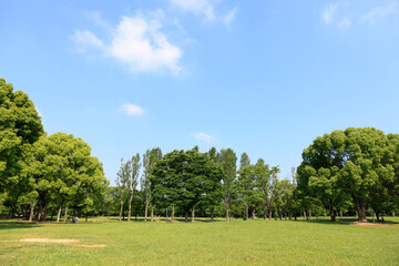 Fototapeta premium 新緑と青空