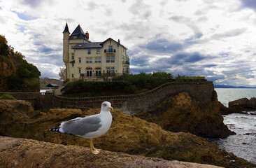 Une mouette posée sur un muret devant la Villa Belza à Biarritz près du rocher de la Vierge 