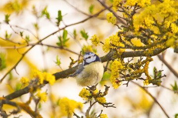 Bluetit sitting on a branch in spring surrounded by yellow blossoms, Cyanistes caeruleus