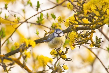 Eine Blaumeise sitzt im Frühling in eine Busch zwischen gelben Blüten, Cyanistes caeruleus