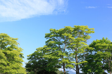 新緑と青空