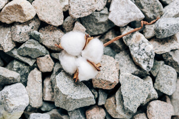 Cotton plant on a stone surface close up