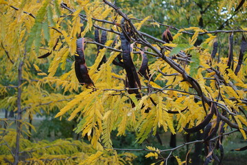 Legumes and yellow leaves of honey locust tree in October