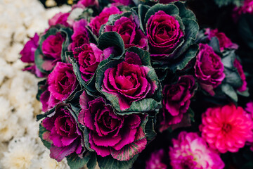 Purple cabbage or brassica oleracea. Natural ornamental vegetable. Vegetal background