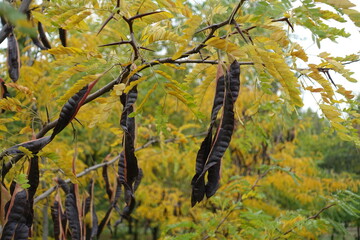 Fototapeta premium Pods on thorny branches of honey locust in October
