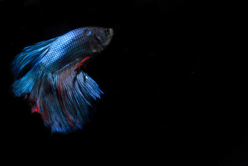 Beautiful Blue Giant Half Moon Betta fish, at Black background
