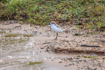 Red-capped Plover looking for food beside a lake