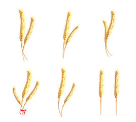 Realistic oat bunch, yellow sereals for backery, flour production design. Ears of wheat. Bakery design element