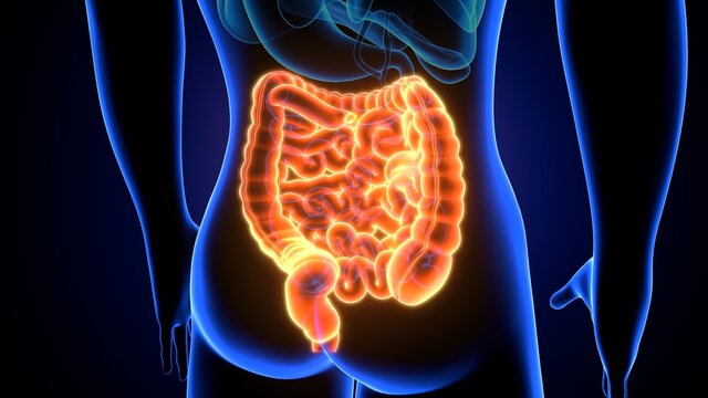 small and large Intestine 3d illustration human digestive system anatomy