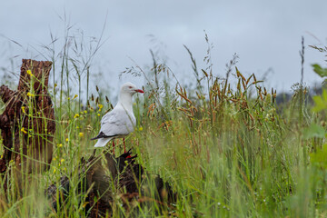 Silver Gull on a tree stump in long grass