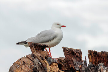 Silver Gull on a tree stump