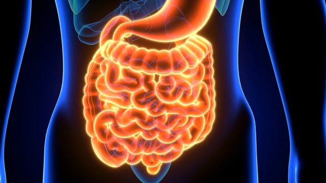 3d illustration of human digestive system anatomy