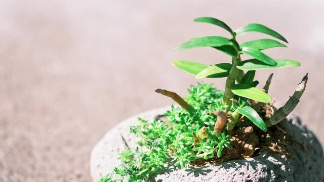 白花紫欄の綺麗な葉っぱ