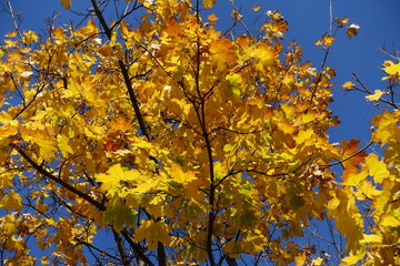 Deep blue sky and autumnal foliage of Norway maple in mid October
