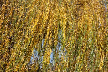 Amber yellow autumnal foliage of weeping willow in mid November