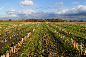 Fototapeta na wymiar Bare Maize field in autumn after harvest: long rows of stubbles towards the horizon