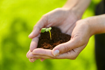 gardening, environment and nature concept - cupped hands holding plant growing in handful of soil at summer garden