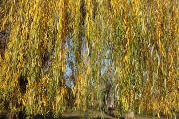 Colorful autumnal foliage of weeping willow in mid November