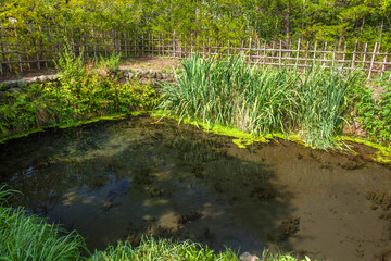 忍野八海　銚子池