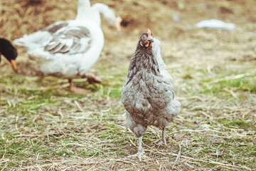 chicken walks around the yard