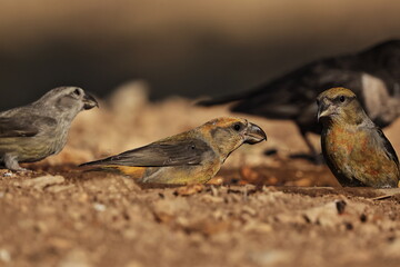 Piquituerto en la charca