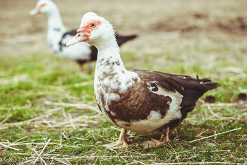 goose walks around the yard