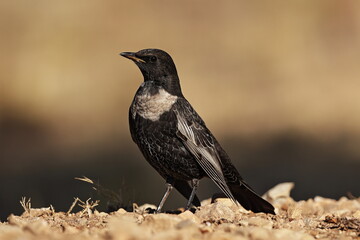 Mirlo capiblanco subespecie alpestris
