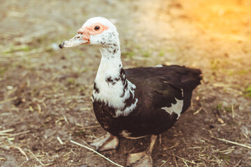 goose walks around the yard