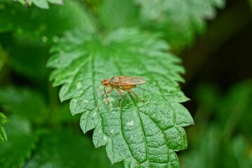 one brown fly sits on a green leaf of a plant nettle in a summer park