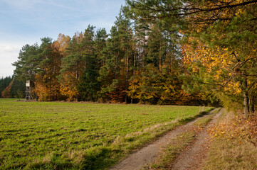 golden autumn forest