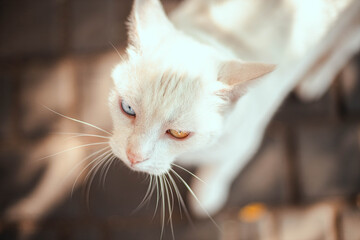 Beautiful snow white fur cat with multi-colored blue and yellow eyes, domestic pets