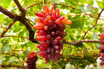 ブドウ　ちちぶ山ルビー