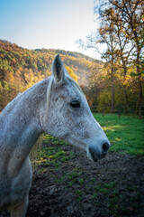 Fototapeta premium a horse in the enclosure