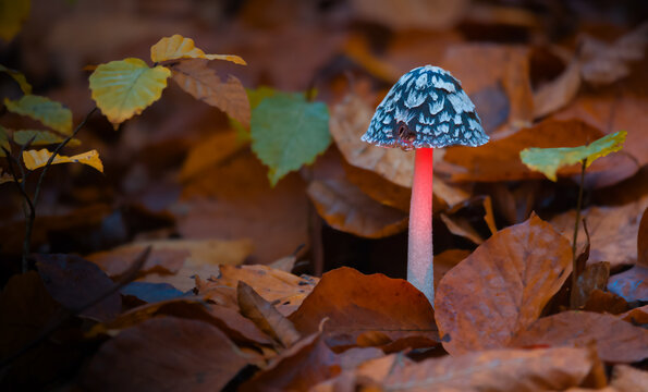 Jesienny  Piękny Trujący Grzyb 