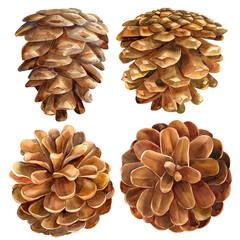 watercolor set pine cones on white background, botanical illustration, vintage drawing