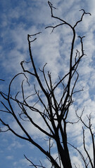 Detail of dead dried tree