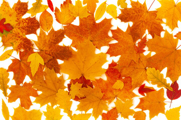 Beautiful autumn background of bright red, orange, yellow leaves. Composition of colorful maple, birch, oak leaves and others. Flat lay, top view