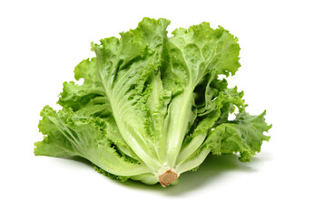 Fresh lettuce on white background