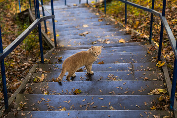 Closeup view portrait of cute orange attentive cat standing alone on metal staircase outdoors in autumn park