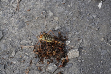 closeup of a colorful cricket feeding on a dung pile on the trail
