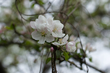 White flowers of an apple-tree