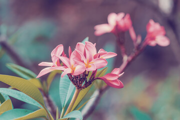 pink flower Frangipani, Plumeria spy flower for decoration, Nosy be, Madagascar wilderness