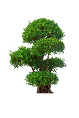 Fototapeta na wymiar Green tree isolated on a white background.