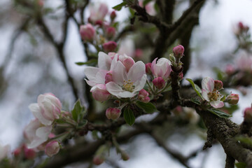 Apple tree flowers