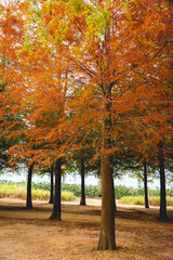 Fototapeta premium Taxodium distichum in Autumn in Taiwan