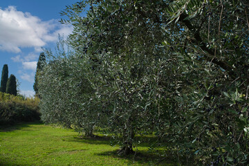 Traditional plantation of olive trees in Italy. Clouds in the blue sky.  Trees in a row. Ripe olive...