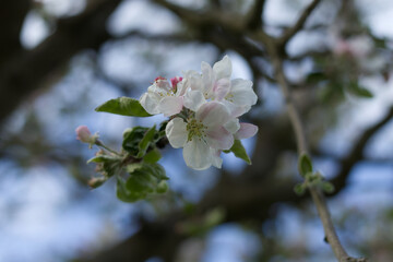  Blooming branch of apples