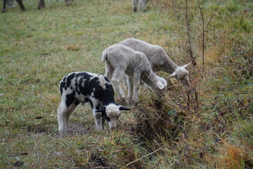 Fototapeta premium closeup of three colorful lambs grazing in the meadow