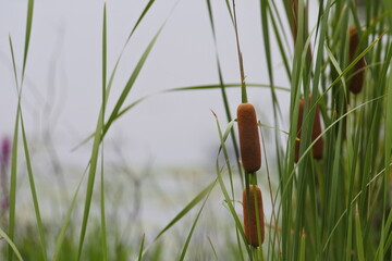 Cattail are growing in clusters at the wetland.